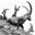 Capra Ibex Nr. 7, Switzerland by Peter Mathis, limited edition photography