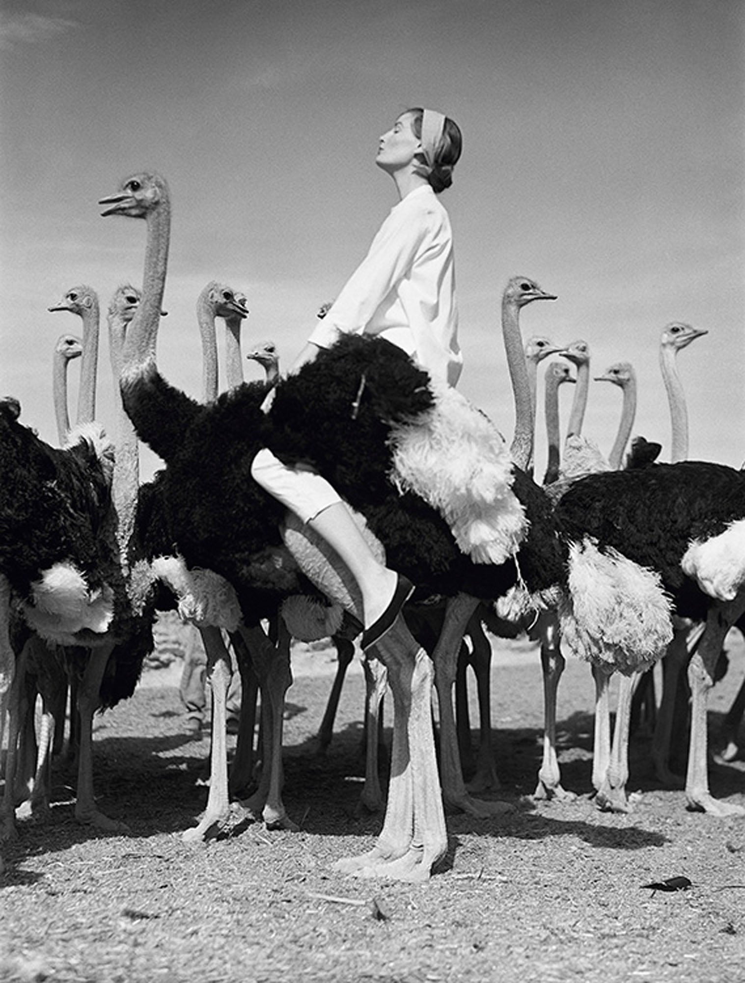 Wenda Parkinson and ostriches