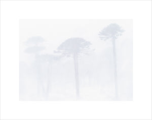 Absence, Patagonian Andes