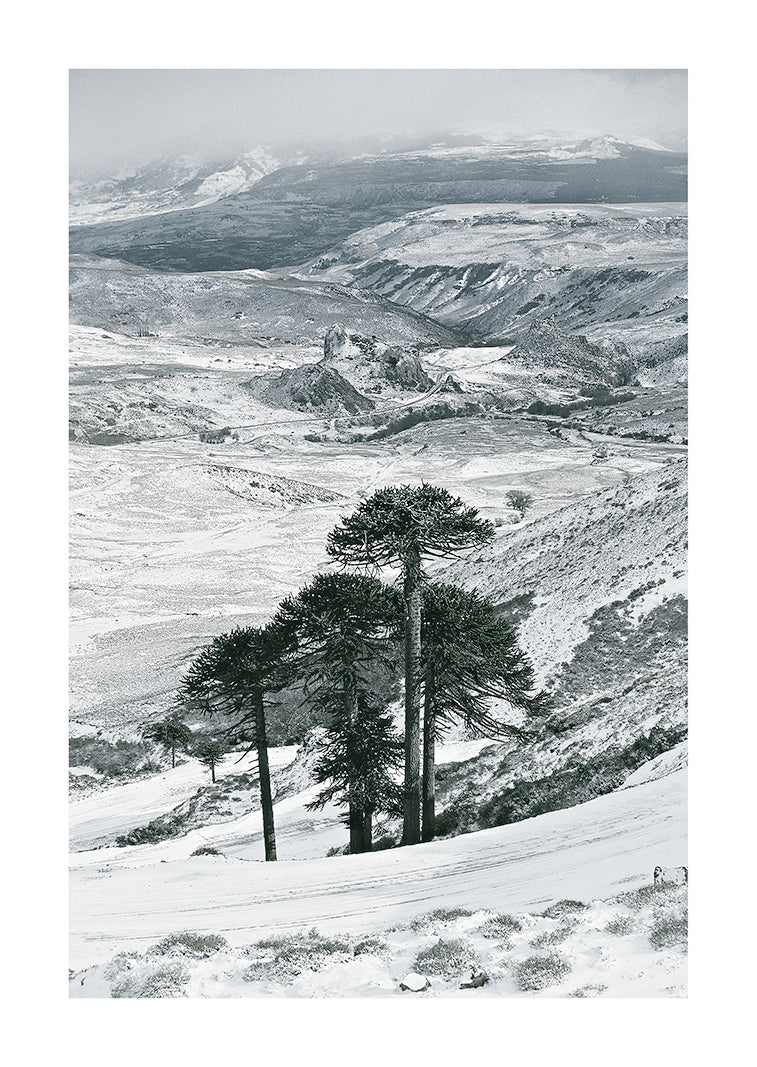 Mapuche Winter, Patagonian Andes by Jasmine Rossi, limited edition photography
