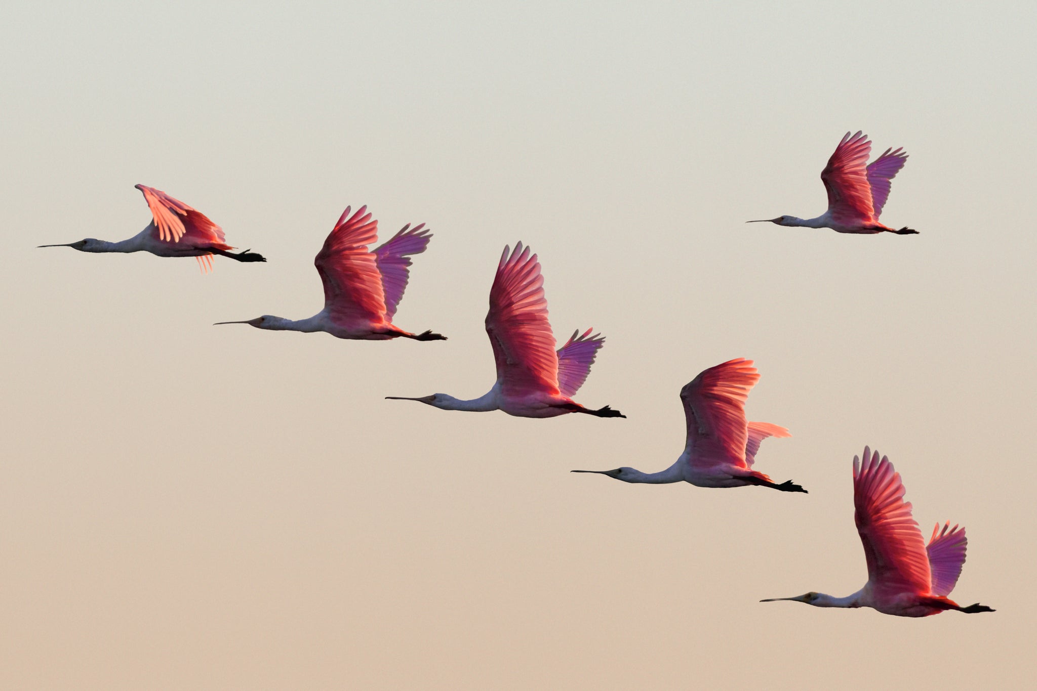 Pink Dream, Ibera wetlands, Argentina by Jasmine Rossi, limited edition photography