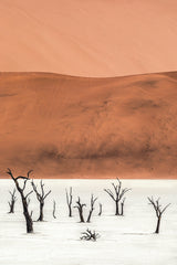 Tree of Life II, Namib Desert, Nambia