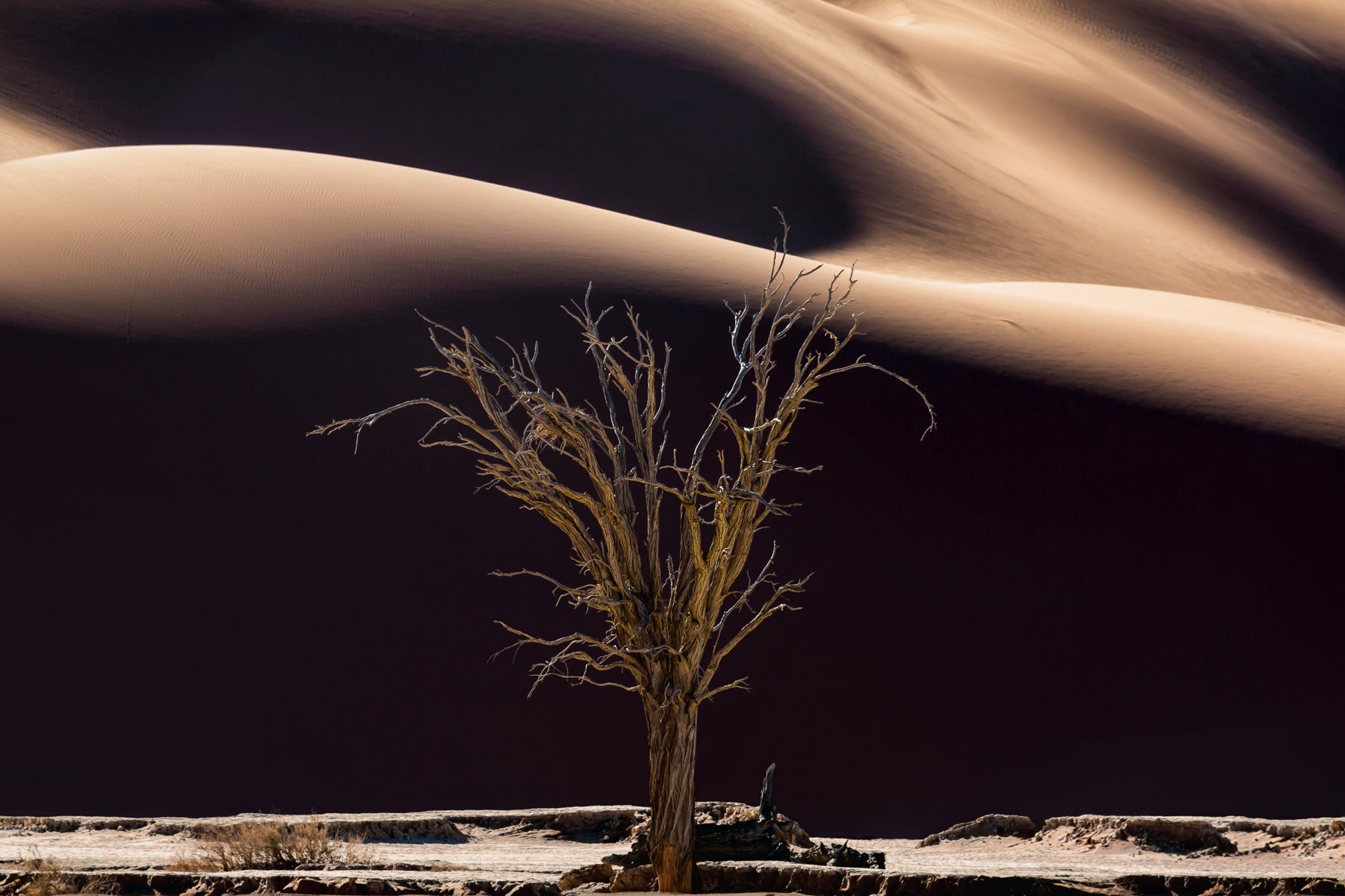 Tree of Life I, Namib Desert, Nambia by Jasmine Rossi, limited edition photography