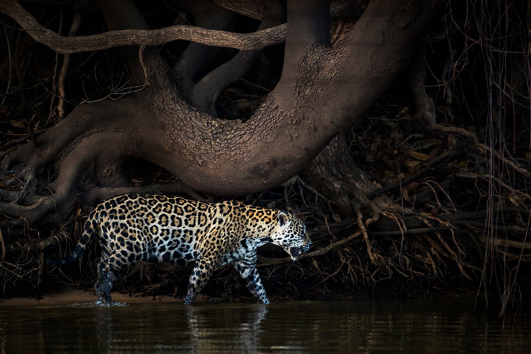 On the Prowl, Pantanal wetlands, Brazil by Jasmine Rossi, limited edition photography