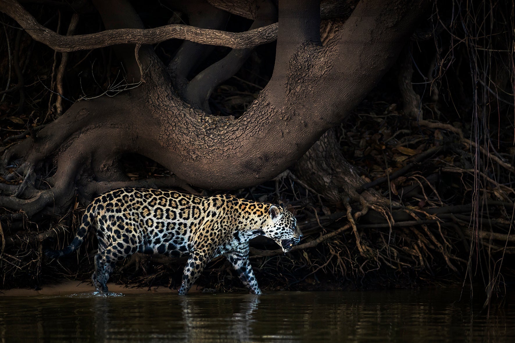 On the Prowl, Pantanal wetlands, Brazil