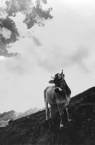 Cow by Hannes Schmid, limited edition photography
