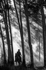 Walk in the Woods