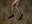 Cheetah Legs by Tyler Shields, limited edition photography