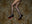 Cheetah Legs by Tyler Shields, limited edition photography