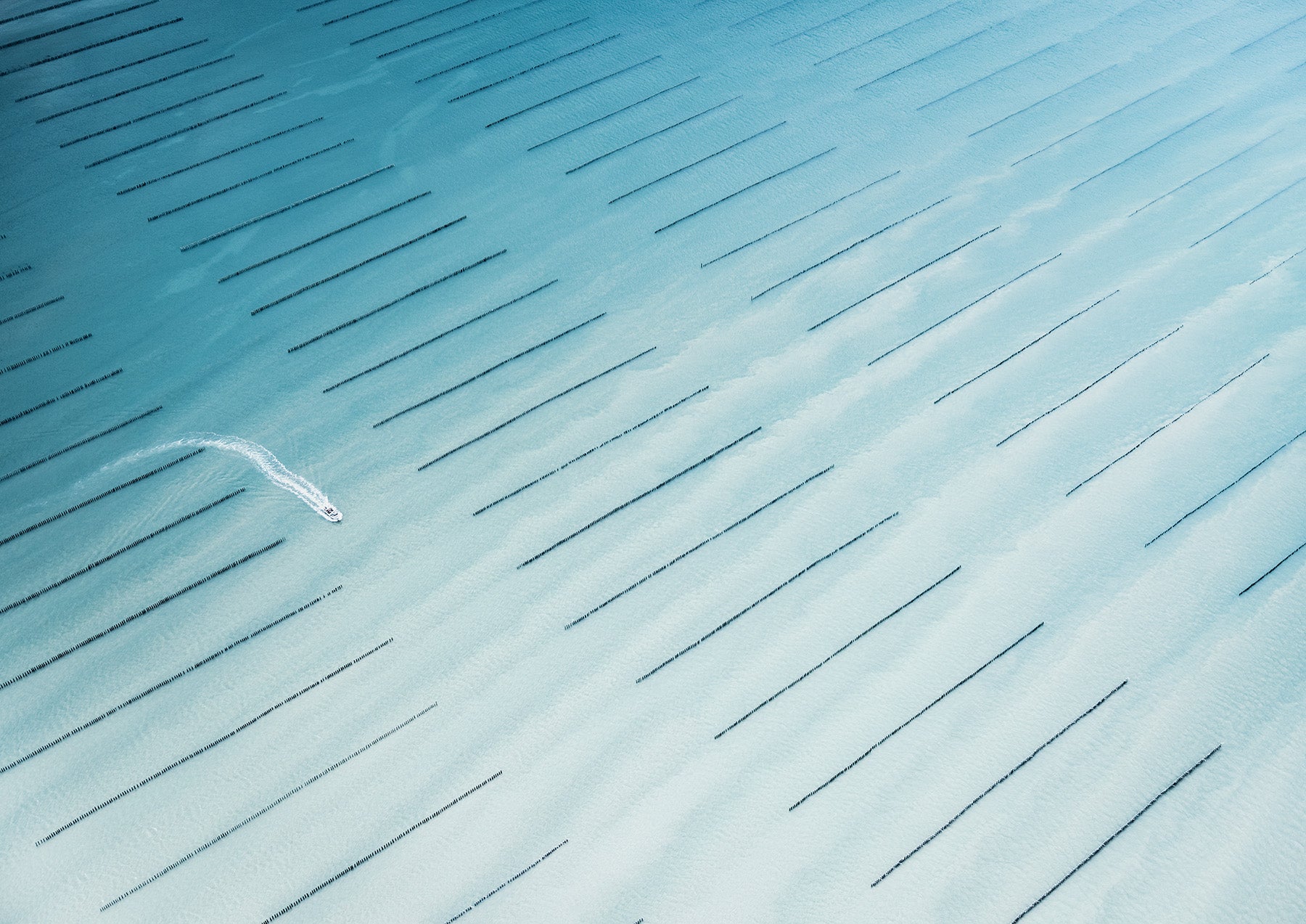 N°TOFS04 (Oyster Farm Series) by Tom Hegen, limited edition photography