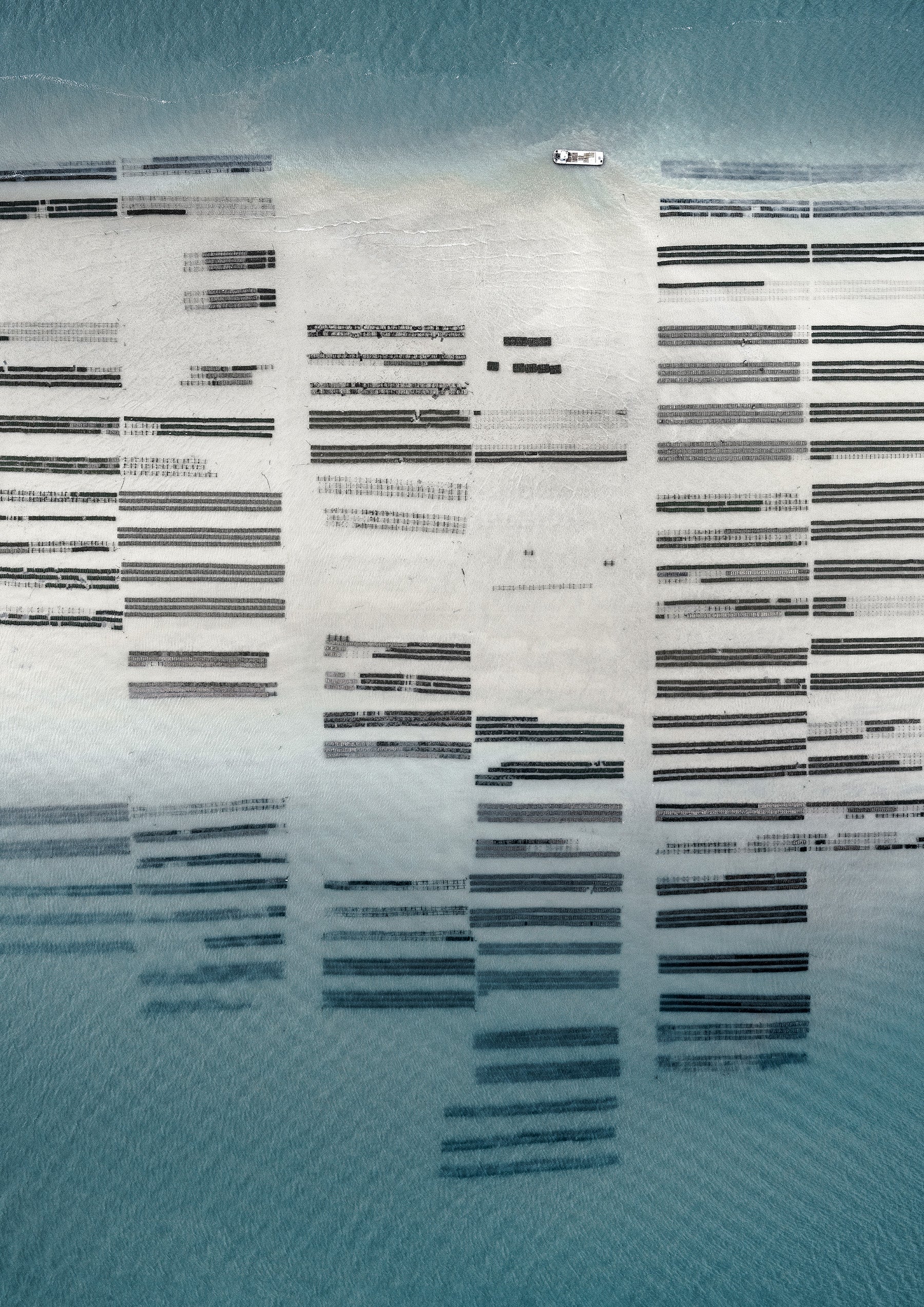 N°TOFS05 (Oyster Farm Series) by Tom Hegen, limited edition photography