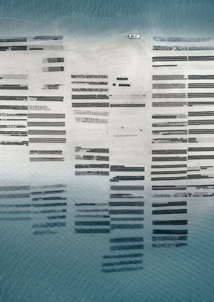 N°TOFS05 (Oyster Farm Series)