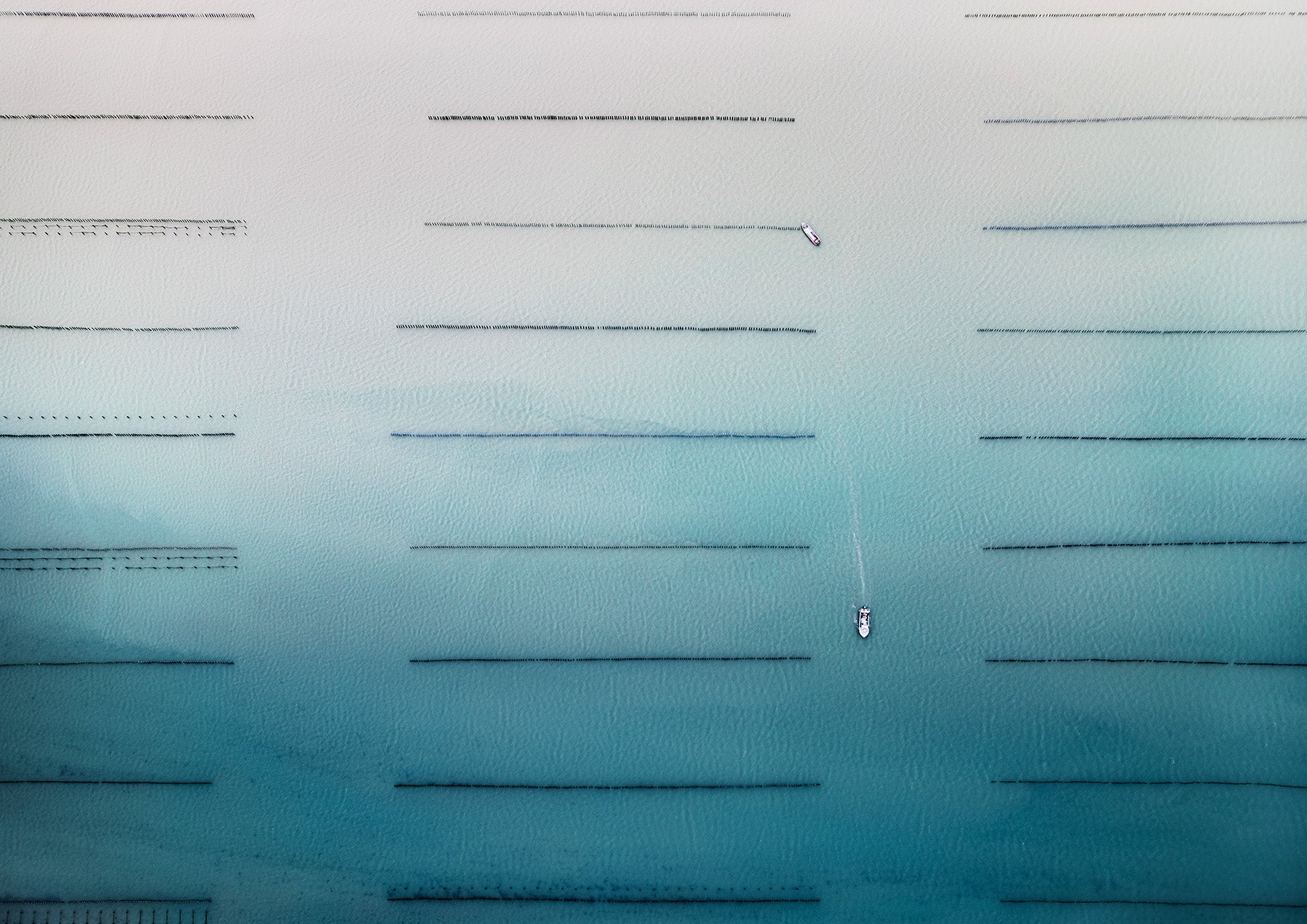 N°TOFS06 (Oyster Farm Series) by Tom Hegen, limited edition photography