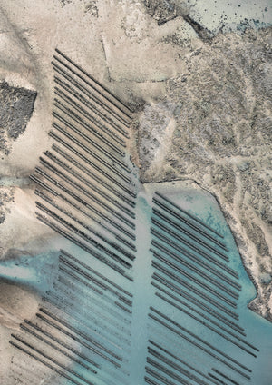 N°TOFS07 (Oyster Farm Series)