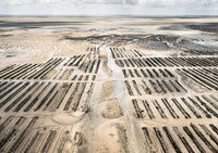 N°TOFS17 (Oyster Farm Series)