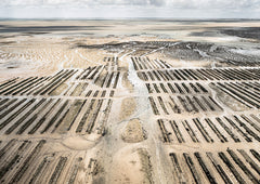 N°TOFS17 (Oyster Farm Series) by Tom Hegen, limited edition photography