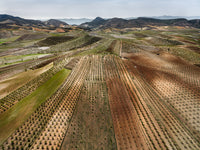 N°TSFSII13 (The Spanish Farmland Series II, Spain)