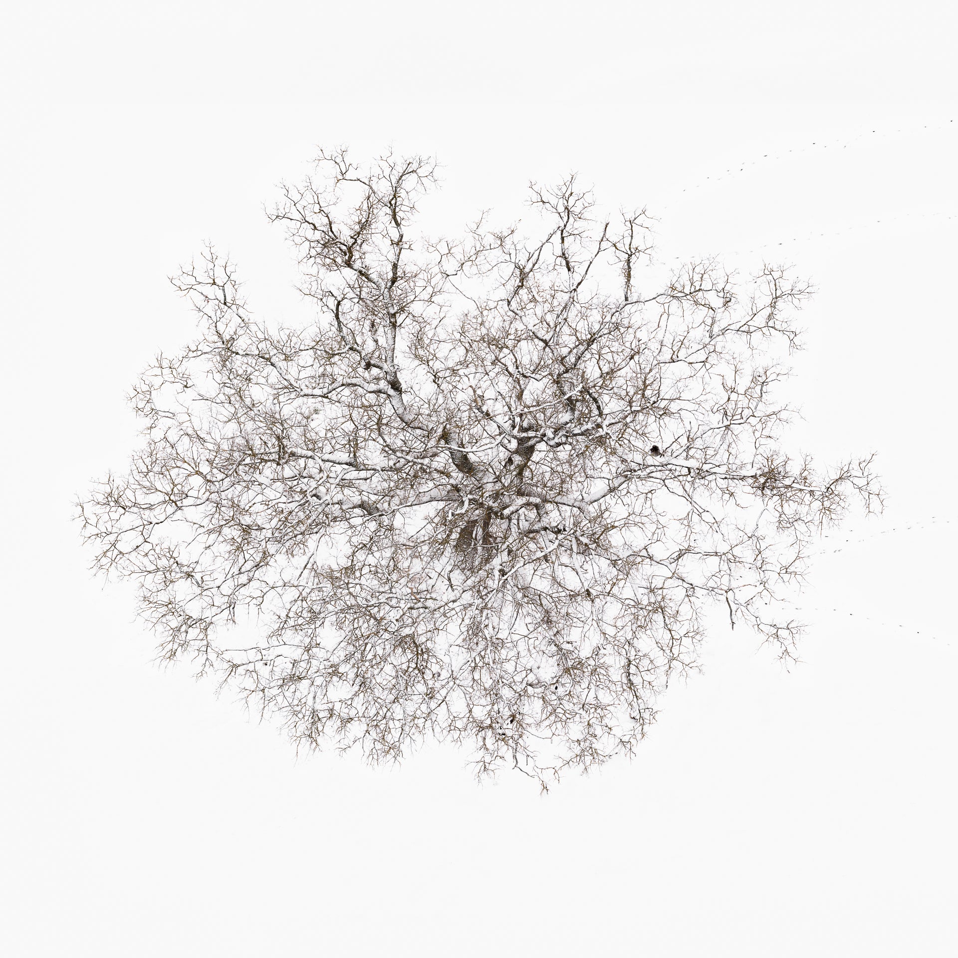N°TTCS02 (The Tree Crown Series, Germany) by Tom Hegen, limited edition photography