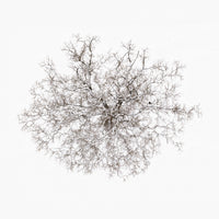 N°TTCS02 (The Tree Crown Series, Germany)