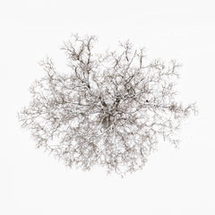 N°TTCS02 (The Tree Crown Series, Germany) by Tom Hegen, limited edition photography