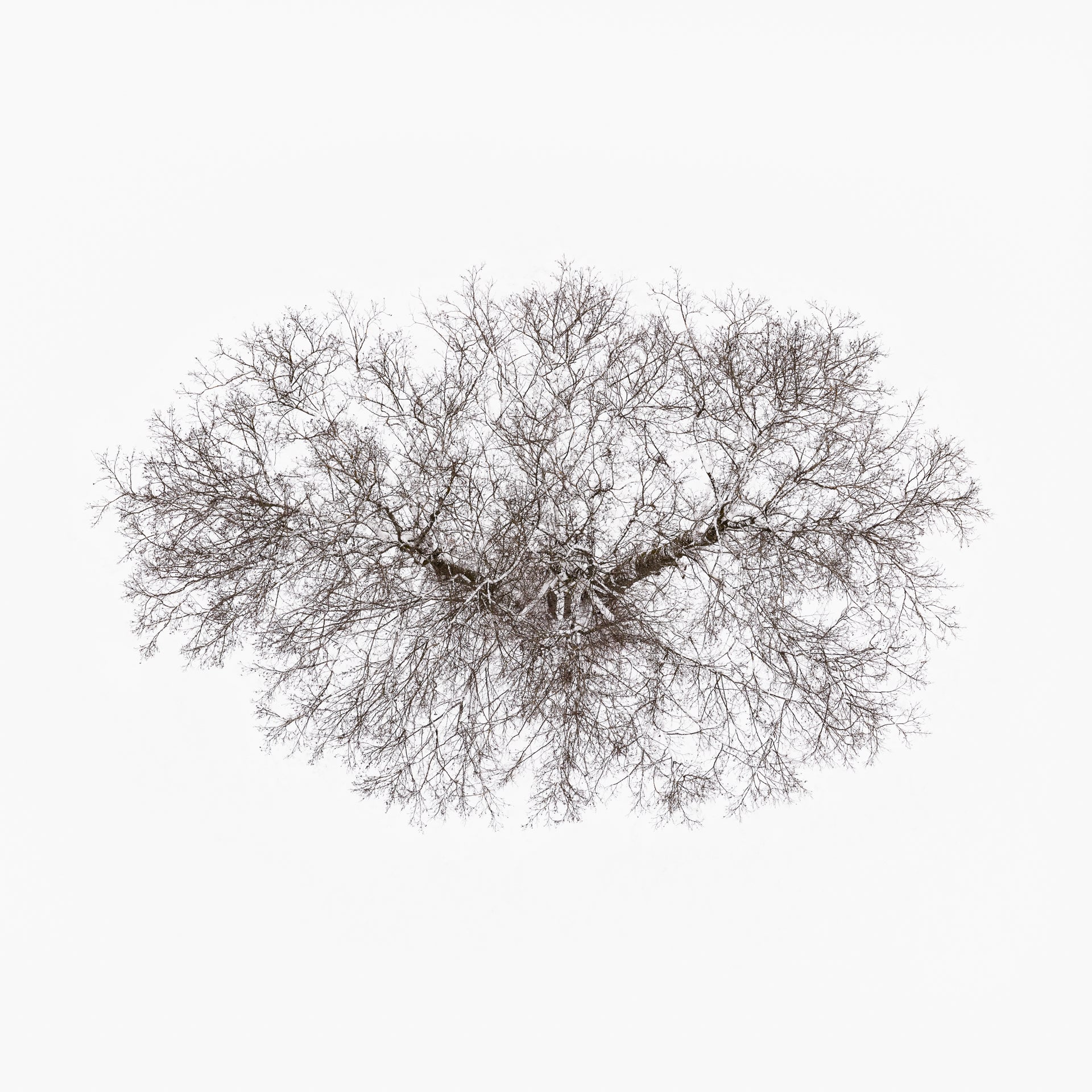 N°TTCS03 (The Tree Crown Series, Germany) by Tom Hegen, limited edition photography