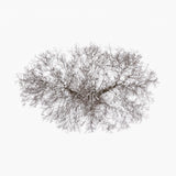 N°TTCS03 (The Tree Crown Series, Germany)