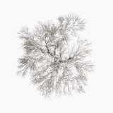 N°TTCS04 (The Tree Crown Series, Germany)