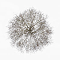 N°TTCS05 (The Tree Crown Series, Germany)