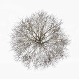 N°TTCS05 (The Tree Crown Series, Germany)