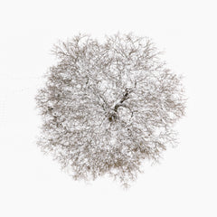 N°TTCS06 (The Tree Crown Series, Germany) by Tom Hegen, limited edition photography
