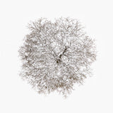 N°TTCS06 (The Tree Crown Series, Germany)