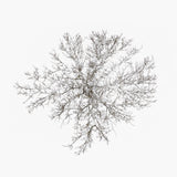N°TTCS07 (The Tree Crown Series, Germany)