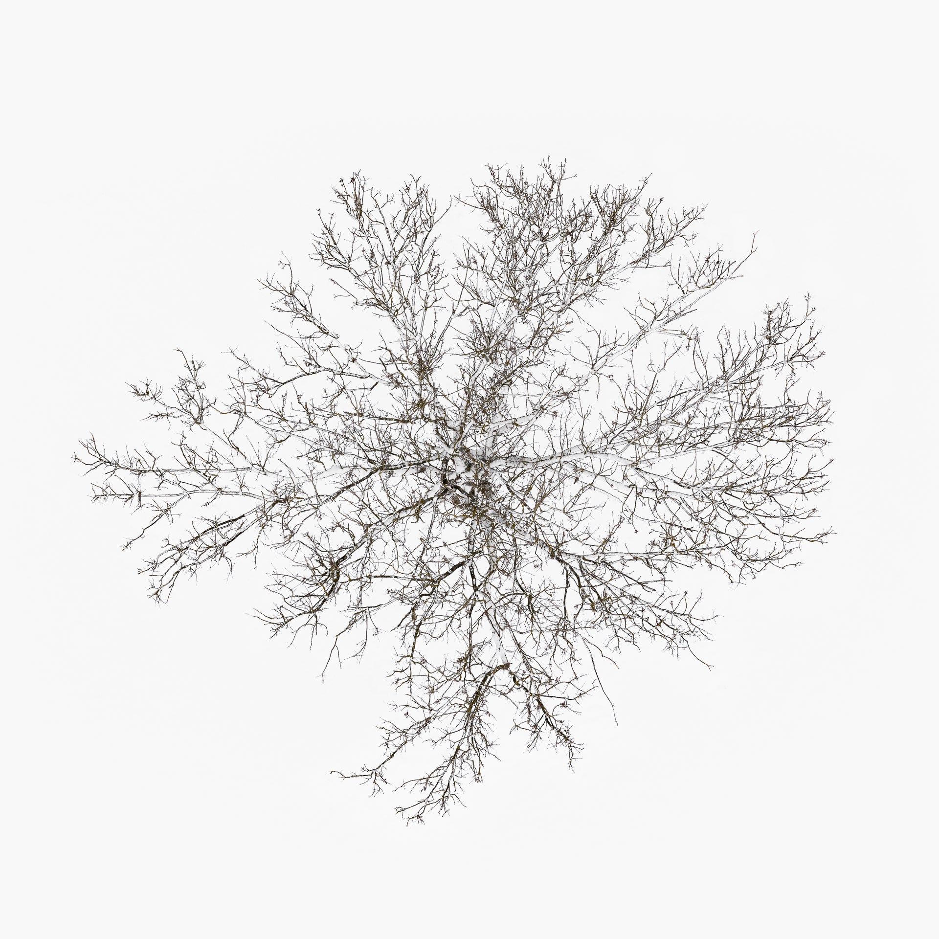N°TTCS07 (The Tree Crown Series, Germany) by Tom Hegen, limited edition photography