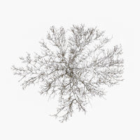 N°TTCS07 (The Tree Crown Series, Germany)