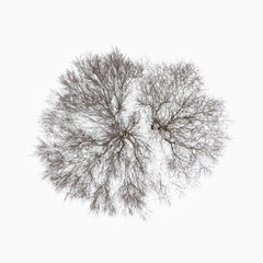 N°TTCS08 (The Tree Crown Series, Germany) by Tom Hegen, limited edition photography