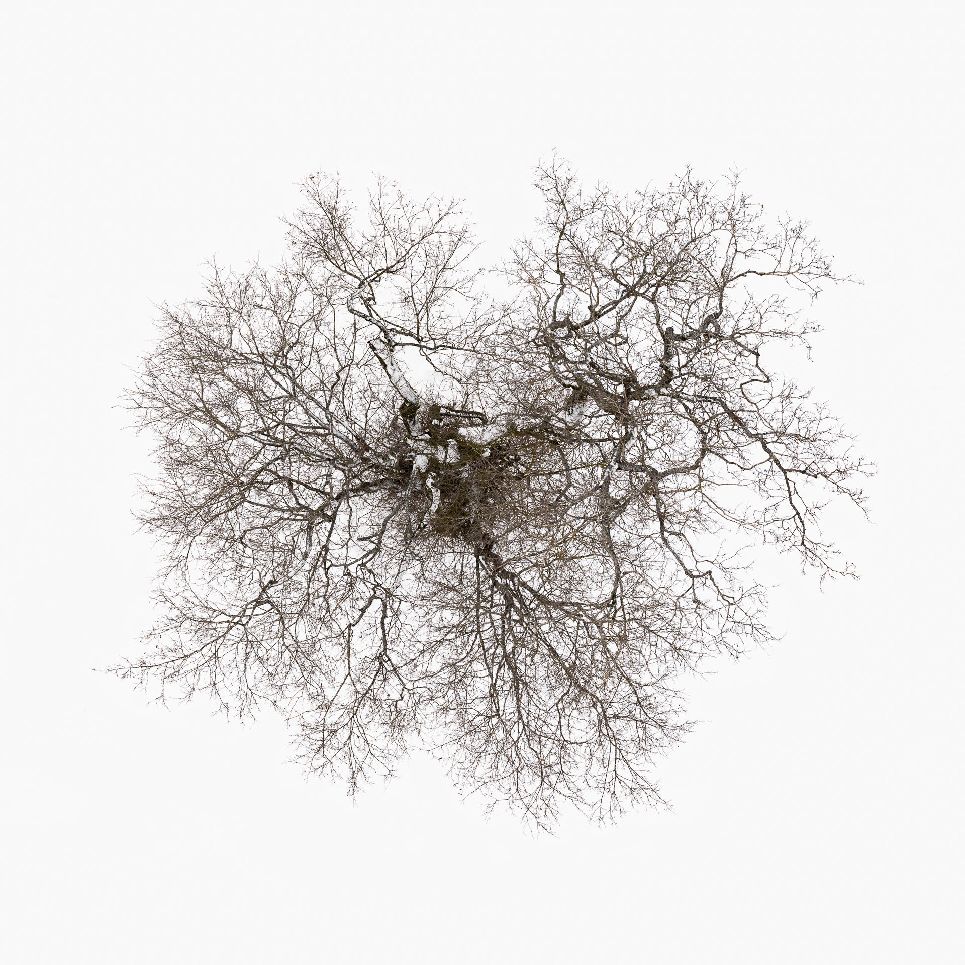N°TTCS09 (The Tree Crown Series, Germany) by Tom Hegen, limited edition photography