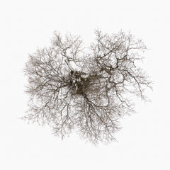 N°TTCS09 (The Tree Crown Series, Germany) by Tom Hegen, limited edition photography