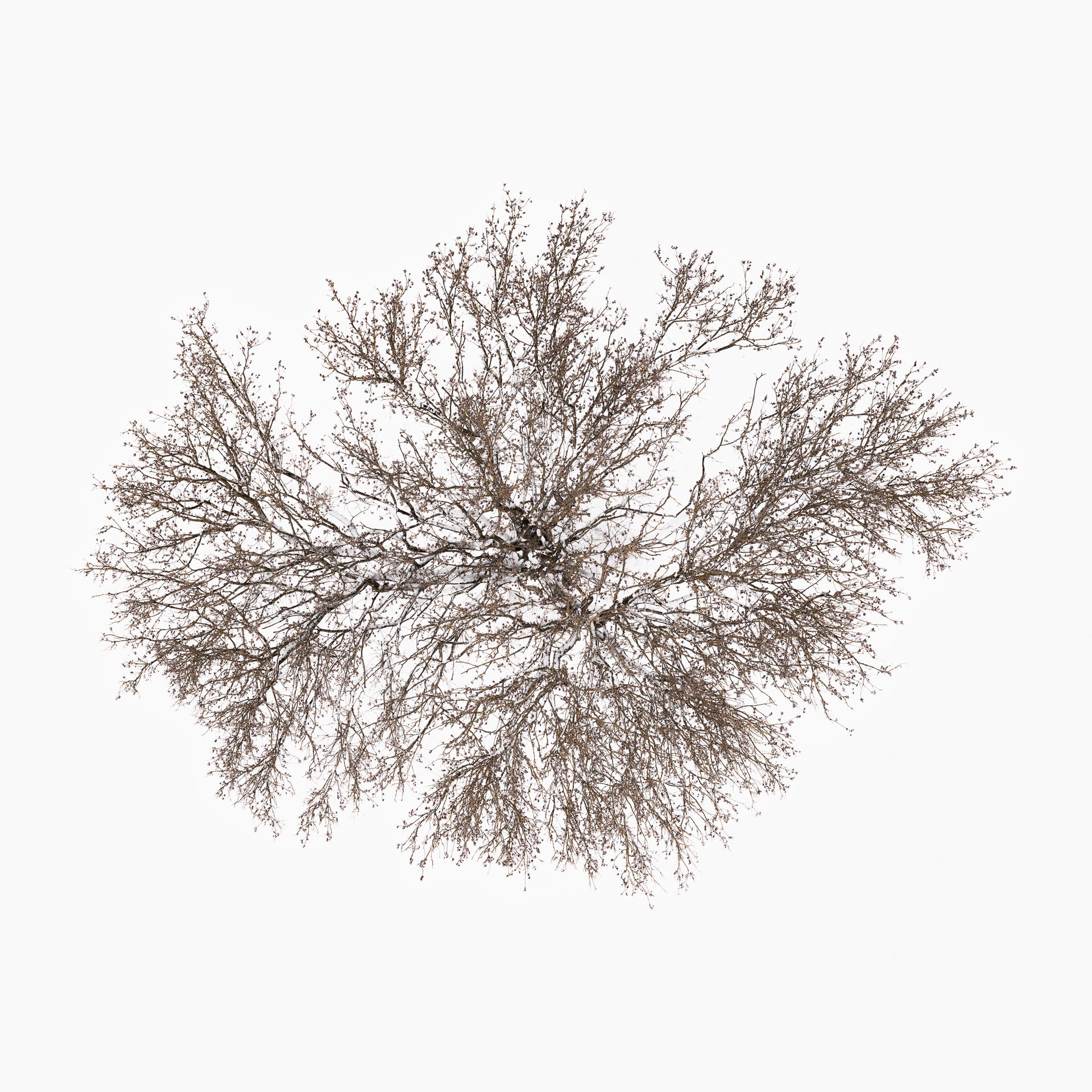 N°TTCS10 (The Tree Crown Series, Germany) by Tom Hegen, limited edition photography