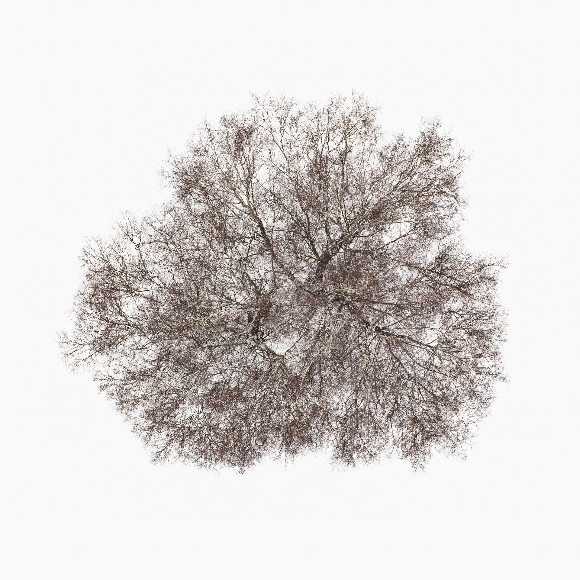 N°TTCS11 (The Tree Crown Series, Germany) by Tom Hegen, limited edition photography