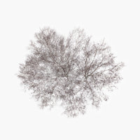 N°TTCS12 (The Tree Crown Series, Germany)