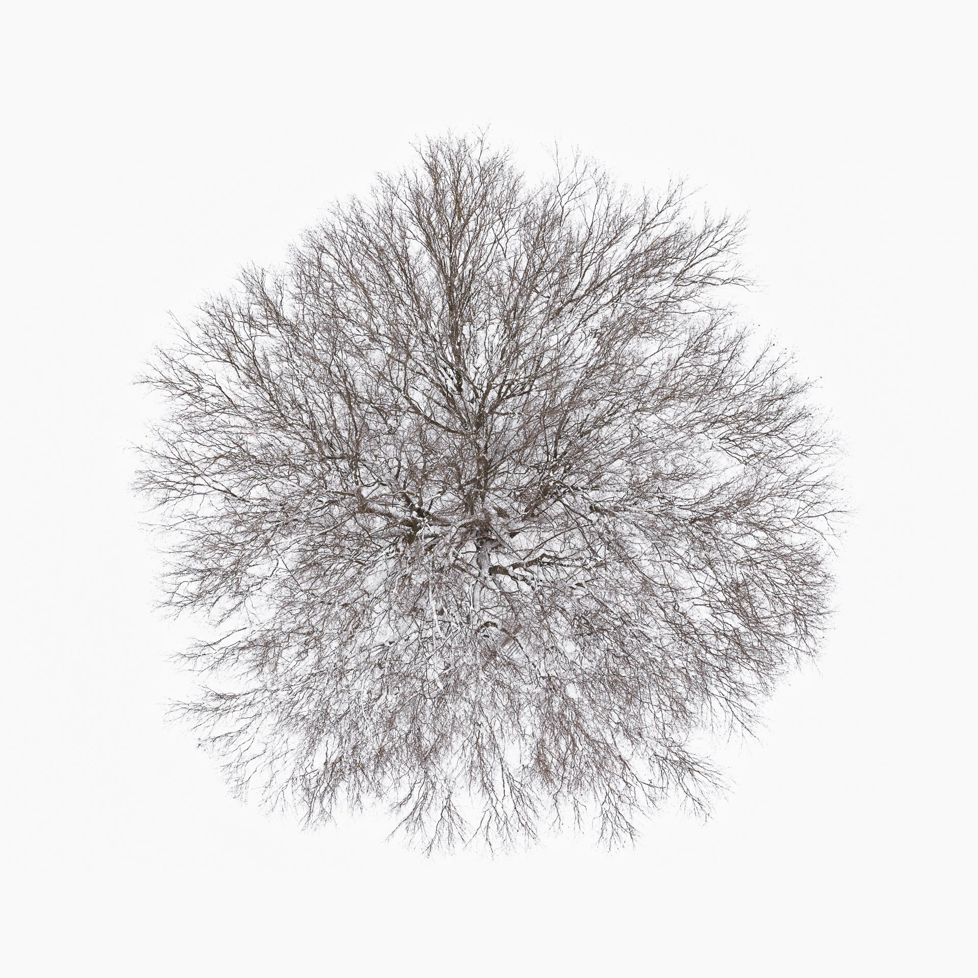 N°TTCS13 (The Tree Crown Series, Germany) by Tom Hegen, limited edition photography