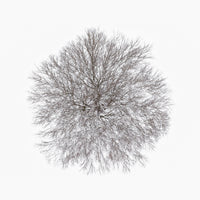 N°TTCS13 (The Tree Crown Series, Germany)