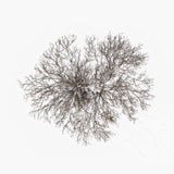 N°TTCS14 (The Tree Crown Series, Germany)