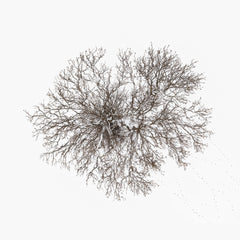 N°TTCS14 (The Tree Crown Series, Germany) by Tom Hegen, limited edition photography