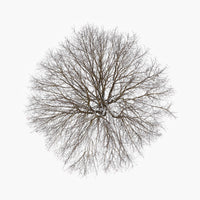 N°TTCS15 (The Tree Crown Series, Germany)