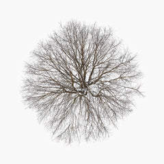 N°TTCS15 (The Tree Crown Series, Germany) by Tom Hegen, limited edition photography