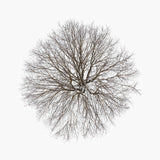 N°TTCS15 (The Tree Crown Series, Germany)