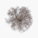 N°TTCS16 (The Tree Crown Series, Germany)