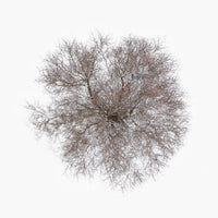 N°TTCS16 (The Tree Crown Series, Germany)