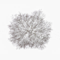 N°TTCS17 (The Tree Crown Series, Germany) by Tom Hegen, limited edition photography
